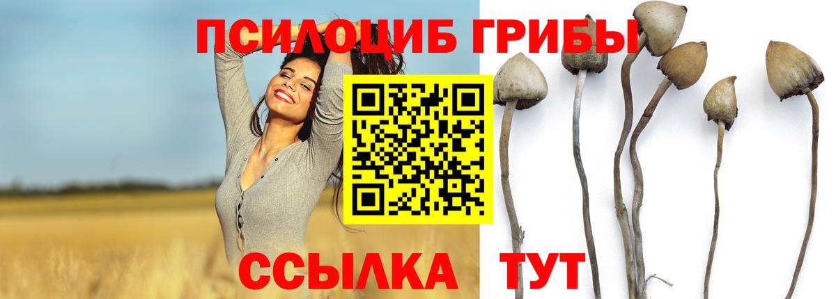 Димитровград  как найти закладки  Галлюциногенные грибы прущие грибы  Вход с VPN  Галлюциногенные грибы мицелий 